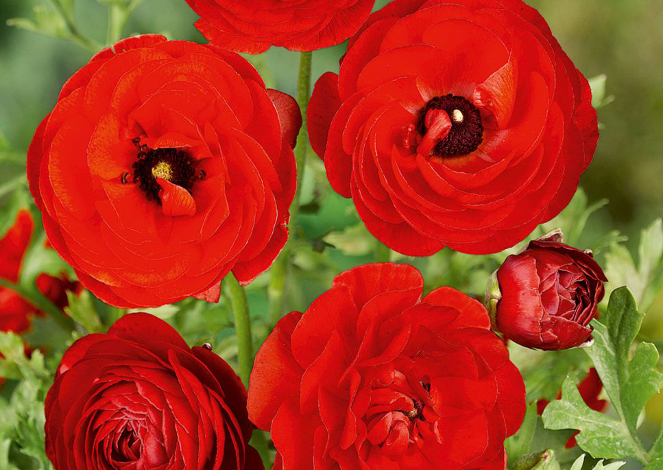 Strahlend rote Blüten, üppig geschichtet, mit natürlicher Musterung. Ein Kunstwerk der Natur.