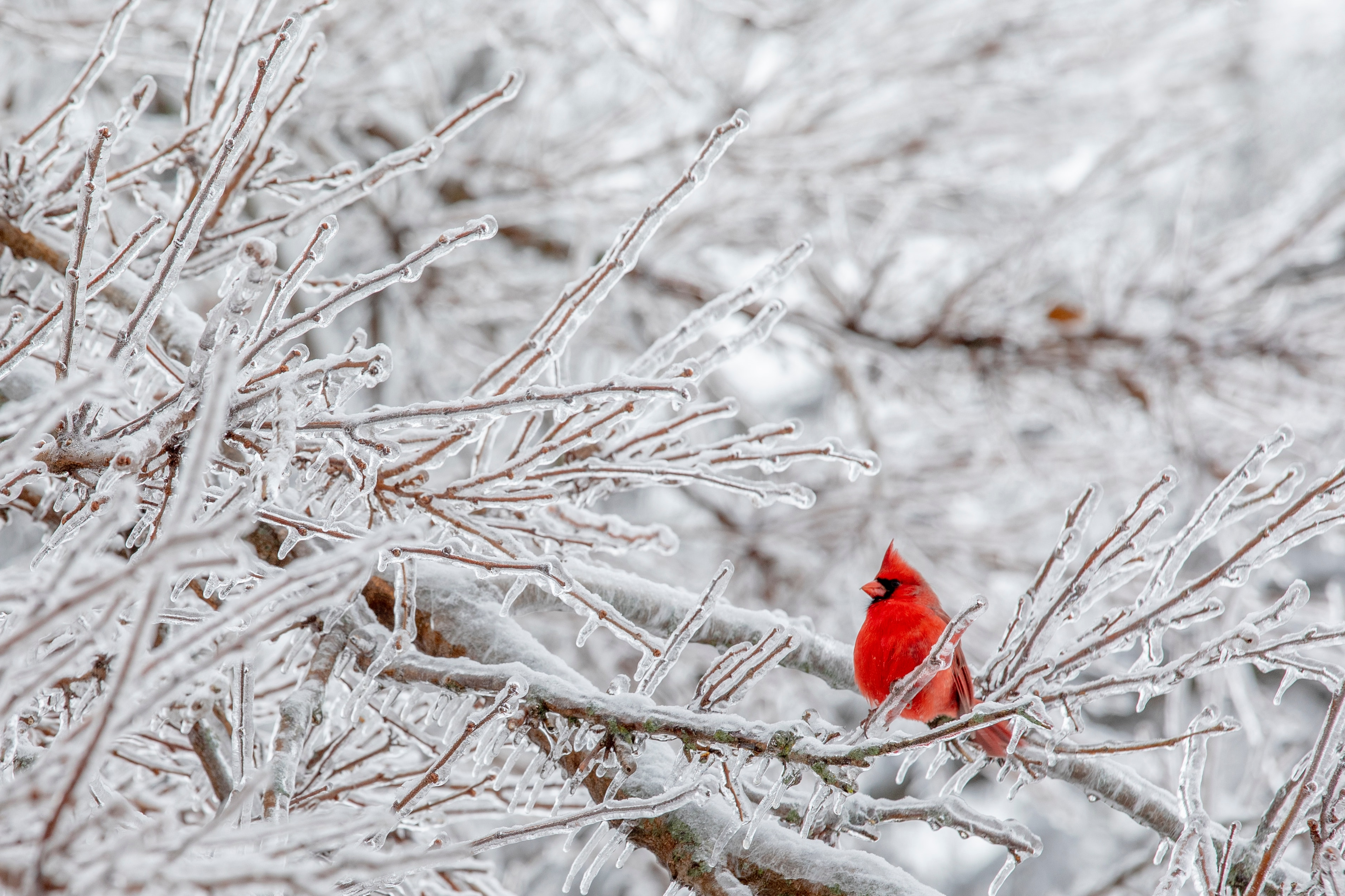 Kräftig roter Kardinal im verschneiten Geäst. Intensiver Farbkontrast, natürlicher Anblick, beeindruckende Einfachheit.