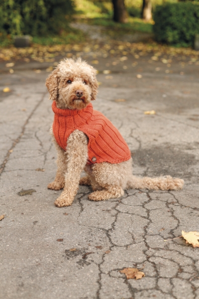 Orange, gestrickter Hundepullover mit Zopfmuster. Modisch, handgemacht und warm. Perfekt für kühle Tage.