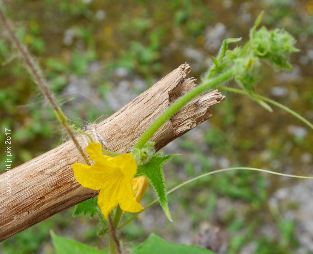 Leuchtend gelbe Blüte auf dünnem, strukturiertem Grün, natürliche handgemachte Ästhetik.
