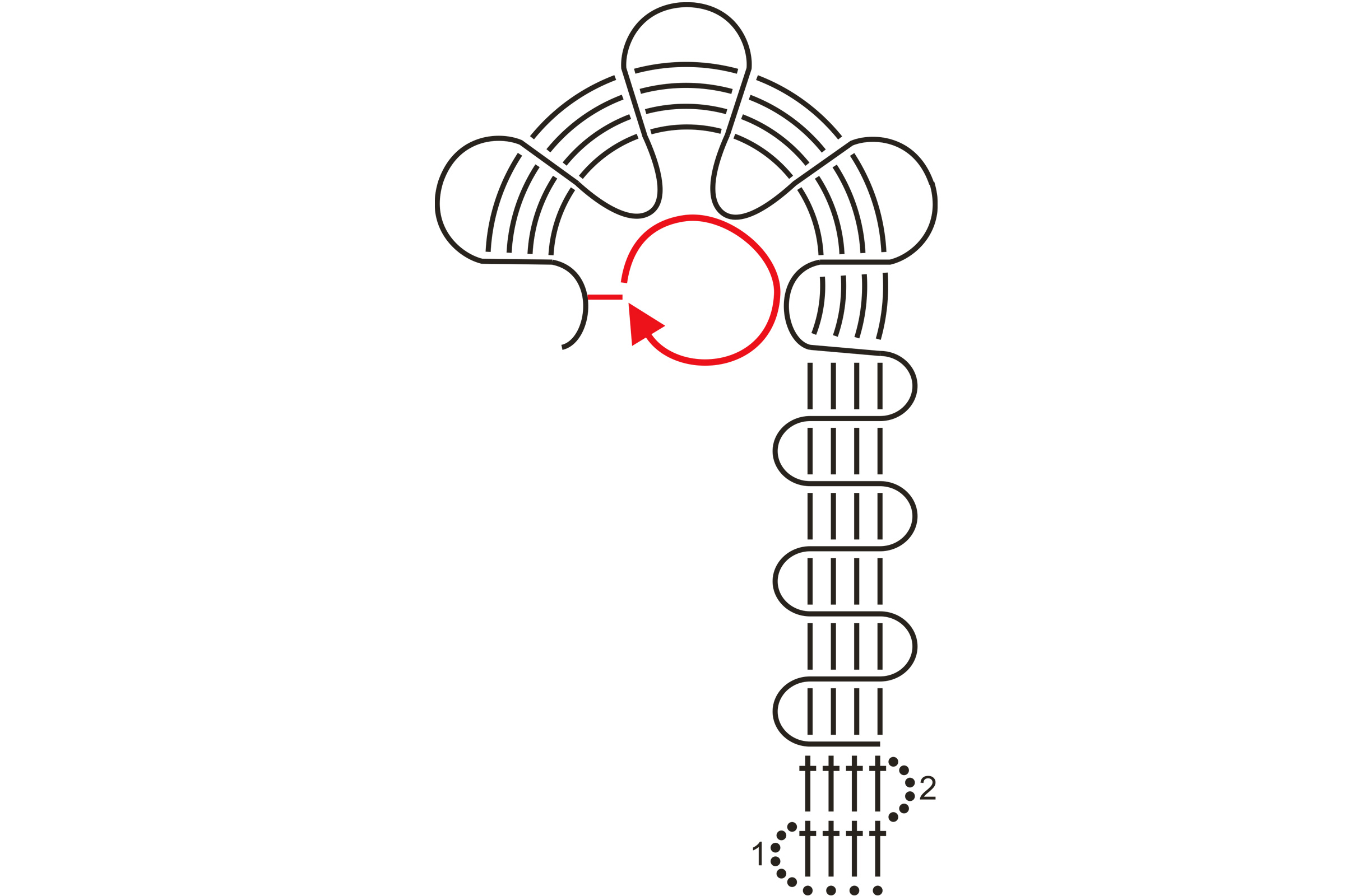 Schwarz-weißes Linienmuster, kreisförmig und wellenförmig, minimalistisch, elegant, einzigartig.