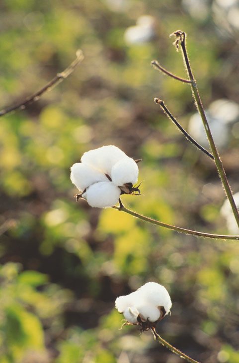 Weiße Baumwollblüte, natürlich und rein, perfekt für handgemachte, modische Kreationen.