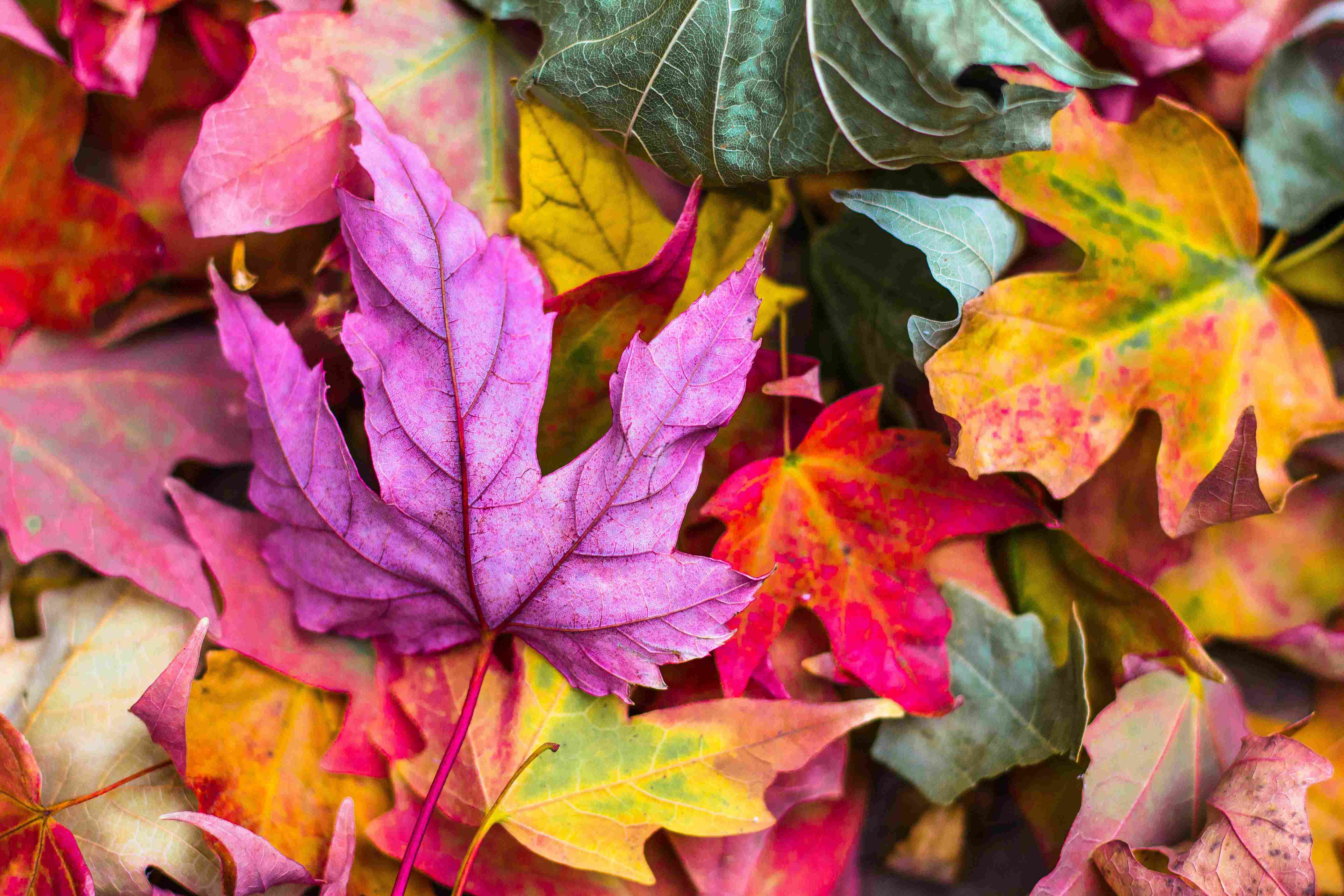Bunte, lebendige Herbstblätter in Violett, Rot und Gelb. Kreatives, farbenfrohes Muster.