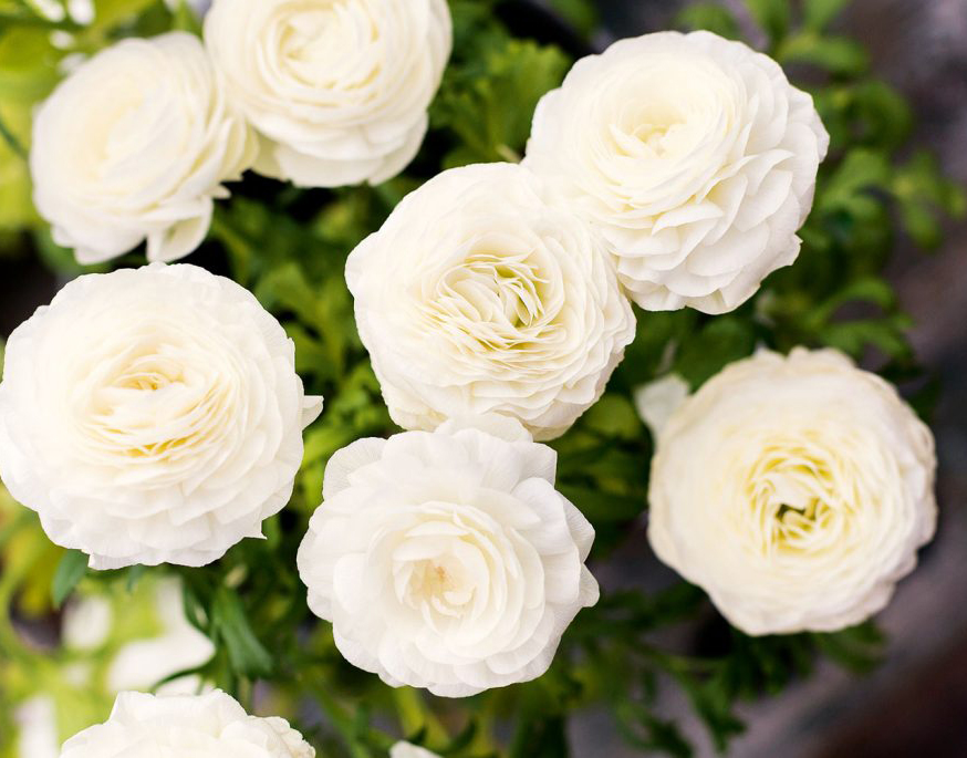 Weiße, rosettenförmige Blüten, dicht gelagert; natürliche, elegante Schönheit, DIY-Dekor-Ideen.